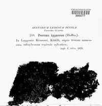 Psoroma hypnorum image